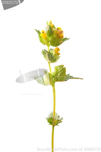Image of Yellow rattle (Rhinanthus minor)