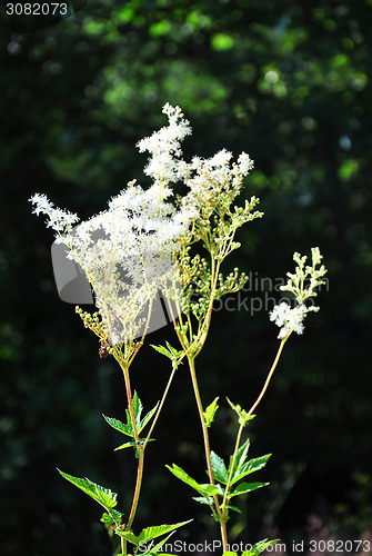 Image of Meadowsweet (Filipendula ulmaria)