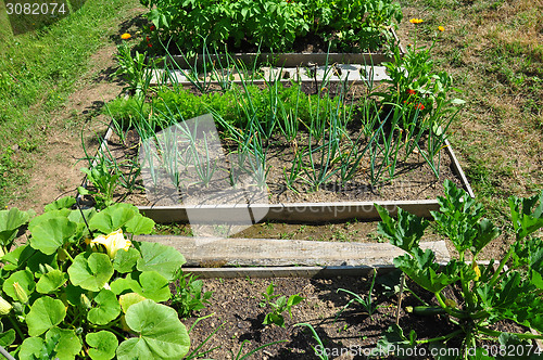 Image of Organic garden