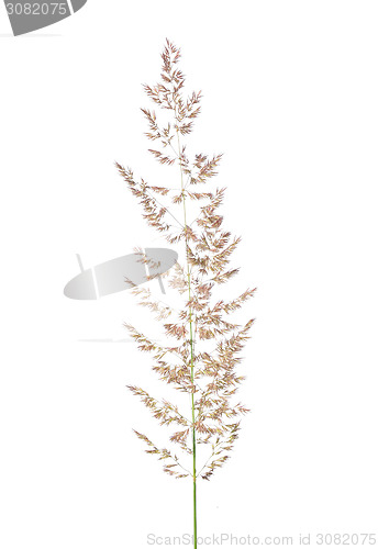 Image of Purple reedgrass (Calamagrostis arundinacea)