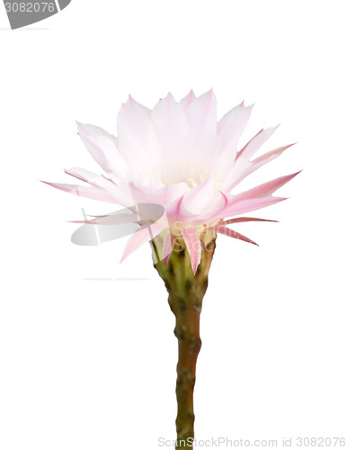 Image of Cactus flower