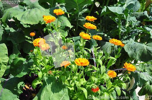 Image of Mixed cultivation with Calendula
