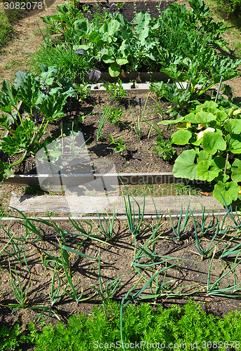Image of Organic garden