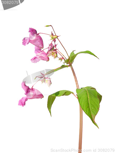 Image of Himalayan balsam (Impatiens glandulifera)