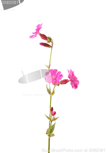 Image of Red campion (Silene dioica)