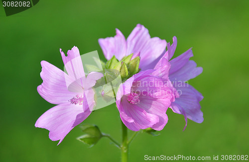 Image of Mallow flower