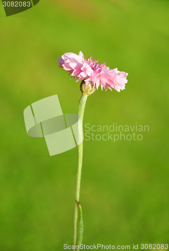 Image of Garden cornflower