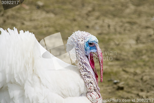 Image of Turkey cock
