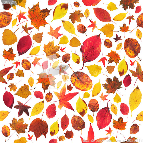 Image of Leaves wallpaper