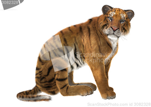 Image of Big Cat Tiger