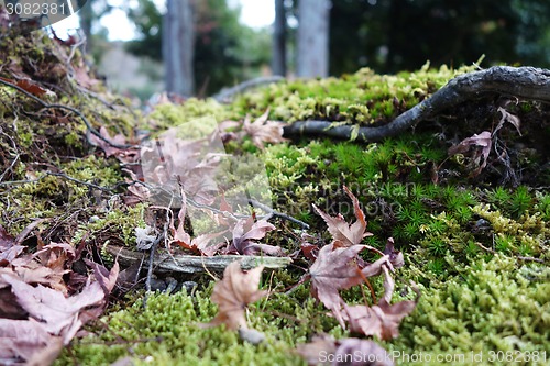 Image of Maple leaf resting on a moss covered rock