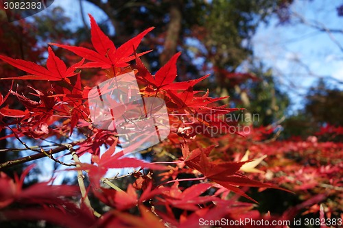 Image of Autumn maple leaves