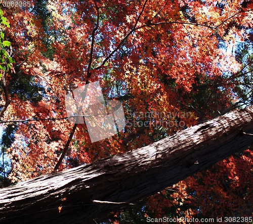 Image of Autumn red maple leaves