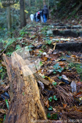 Image of Trekking trail leading through jungle