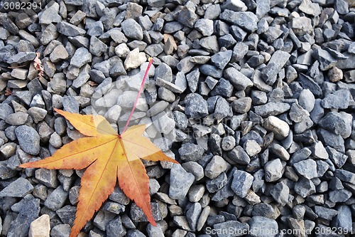 Image of Yellow maple leaves on the stone