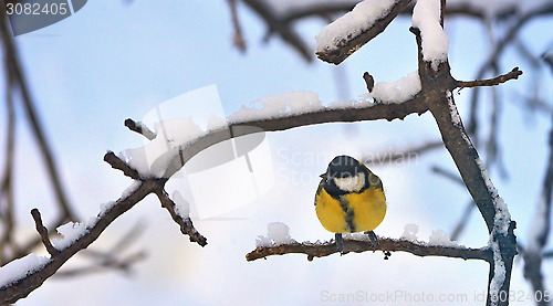 Image of Great Tit (Parus major) in winter time