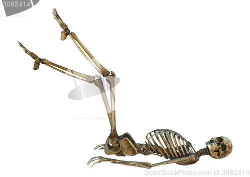 Image of Human Skeleton