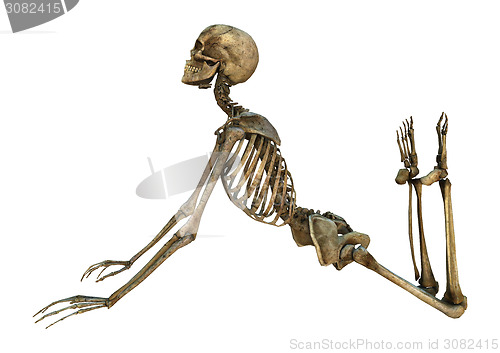 Image of Human Skeleton