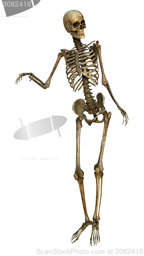 Image of Human Skeleton