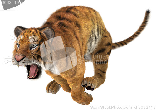 Image of Jumping Tiger