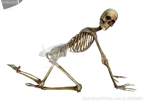 Image of Human Skeleton