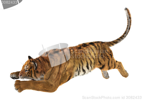 Image of Jumping Tiger