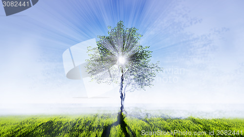 Image of Signle tree in the field