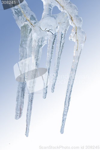 Image of Icy Weed