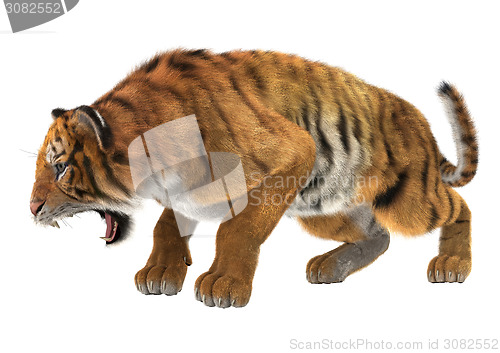 Image of Angry Tiger