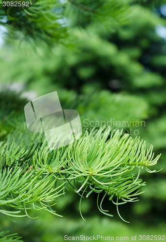 Image of Young shoots on the branches of spruce, close-up