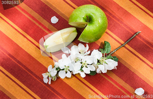 Image of Green apple with a branch of a blossoming apple-tree