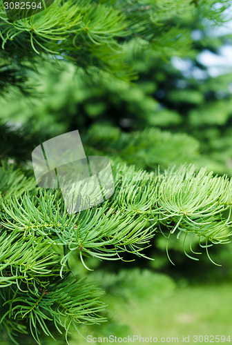 Image of Young shoots on the branches of spruce, close-up