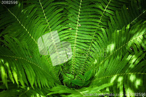 Image of Fern leaves, the close up 