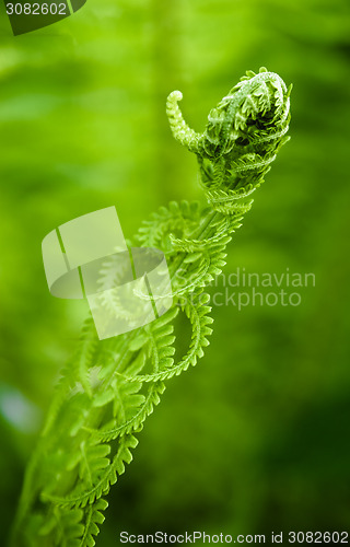 Image of Fern leaves, the close up 