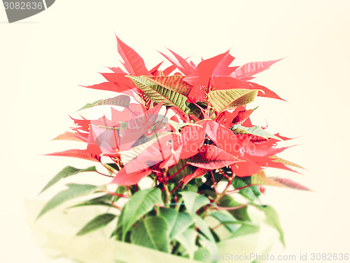 Image of Poinsettia Christmas star