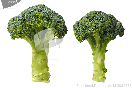 Image of Two broccoli on white