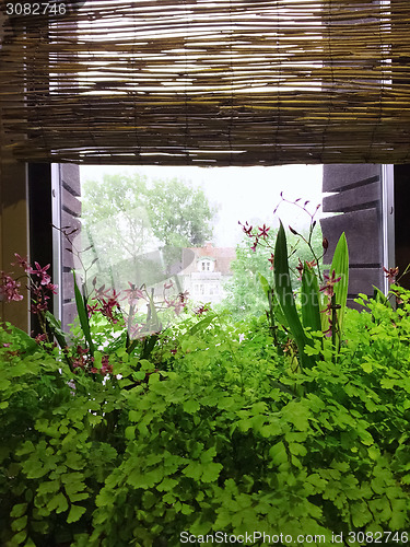 Image of Green plants decorating a rustic style window