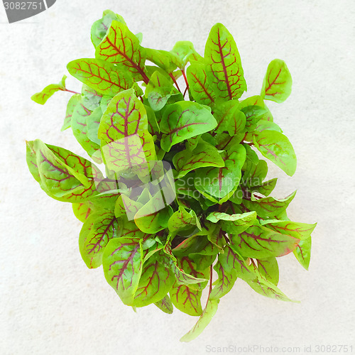 Image of Fresh green sorrel leaves