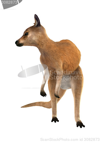 Image of Red Kangaroo