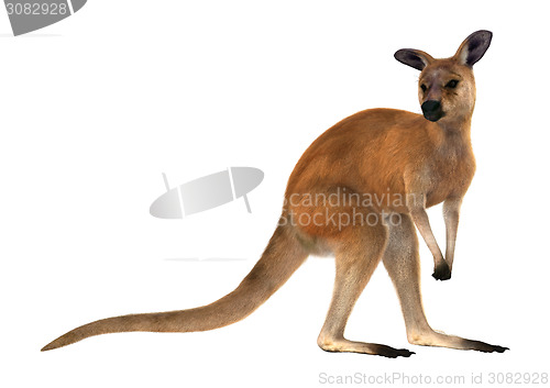 Image of Red Kangaroo