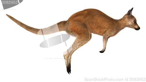 Image of Red Kangaroo