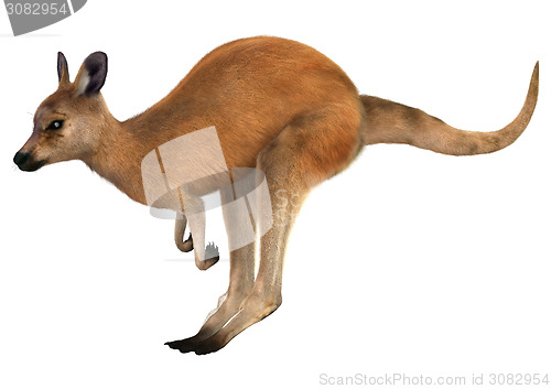 Image of Red Kangaroo