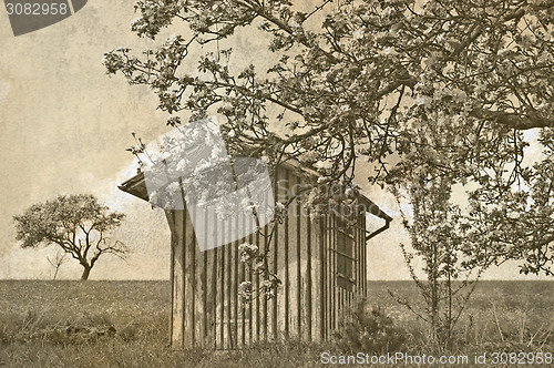 Image of apple blossom in vintage view