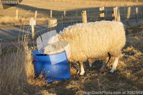 Image of sheep drinking from bucket