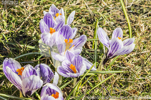 Image of Crocus flowers