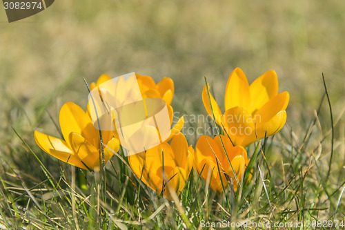 Image of Crocus flowers