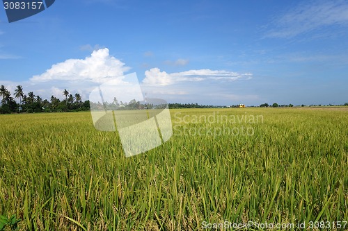 Image of The ripe paddy field is ready for harvest