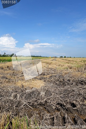 Image of Paddy fields in Asia after harvest