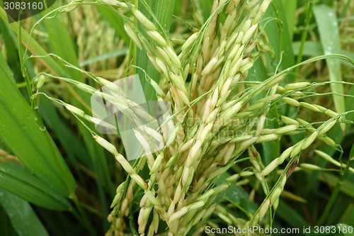 Image of The ripe paddy field is ready for harvest