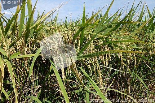 Image of Paddy field with ripe paddy under the blue sky